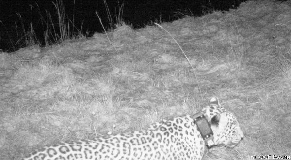 Выпущенного на волю леопарда «поймали» фотоловушки под Сочи