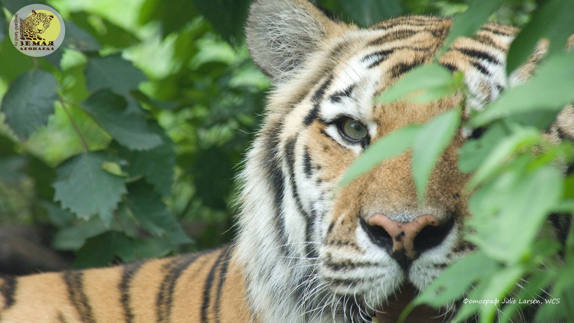 Россия и Китай обменялись фото базами леопардов и тигров