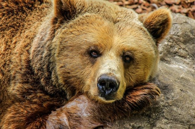 Голодные медведи нападают на пасеки в Сочи