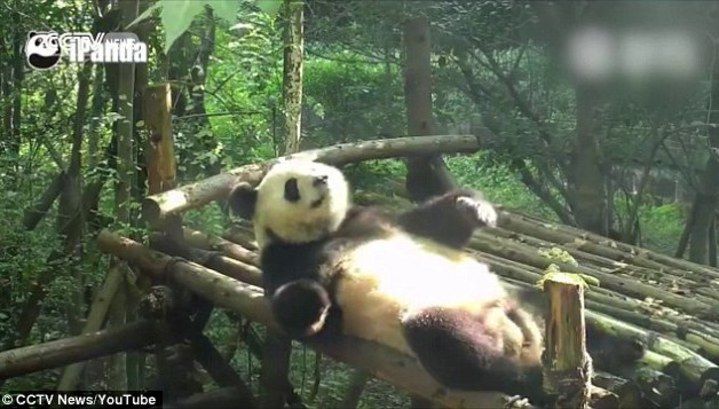 Панда в китайском зоопарке решила подкачать пресс 