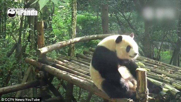 Панда в китайском зоопарке решила подкачать пресс 
