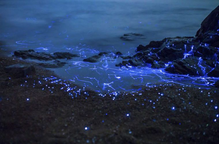 Скалы в Японии удалось оживить благодаря морским светлячкам