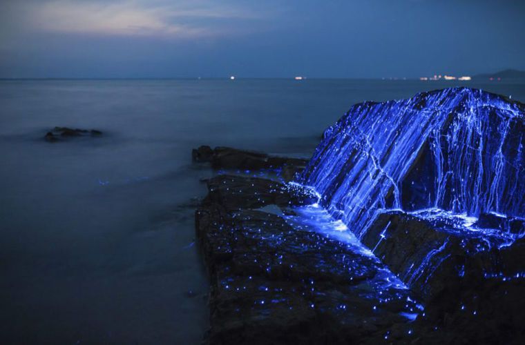 Скалы в Японии удалось оживить благодаря морским светлячкам