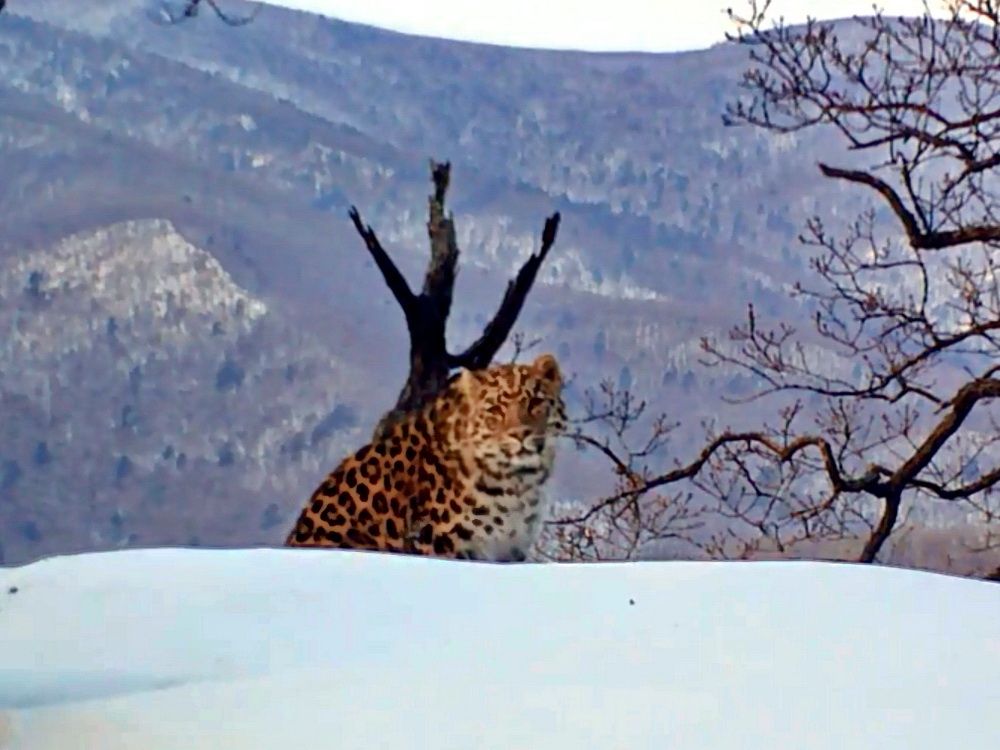Нового леопарда зарегистрировали ученые в Приморье